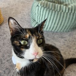 Hunter's Kitten Lounge