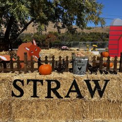 Classic Pumpkin Patch & Trees