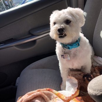 Dogg Oddities - Louie - Pet Groomers Near Me - Torrance, California