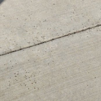 Sheriffs Academy Track - More ants. - Fitness & Instruction Near Me - Whittier, California Sheriffs Academy Track - More ants. - Fitness & Instruction Near Me - Whittier, California