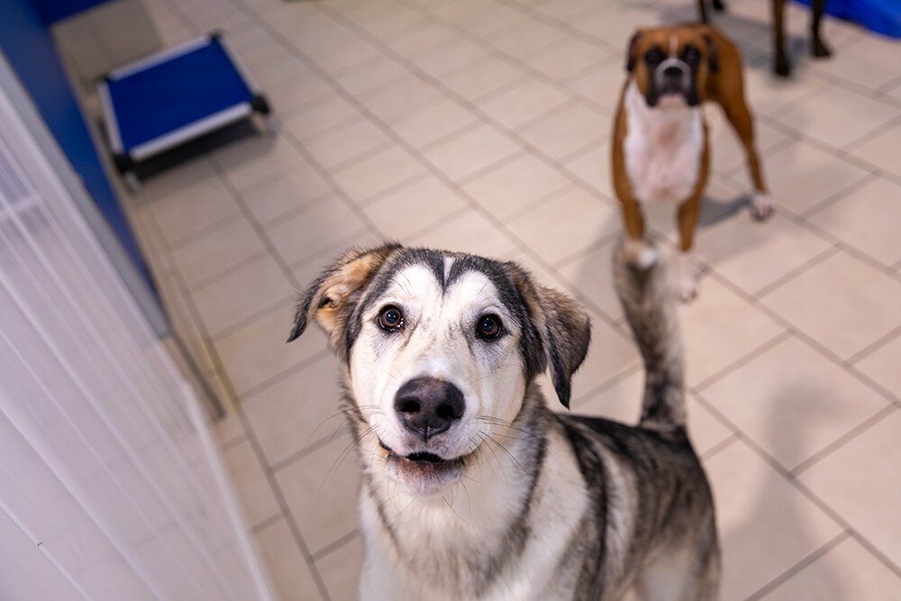 HOUNDS TOWN Updated October 2024 Request an Appointment 1907 S