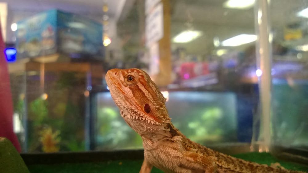 FISH BOWL & MORE Updated September 2024 140 Photos & 10 Reviews