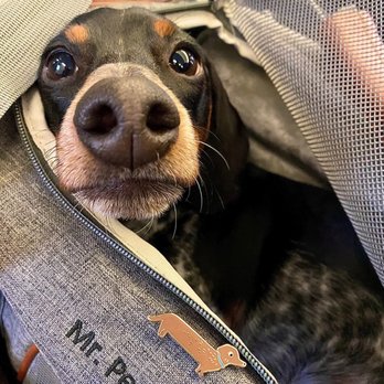 Hip Hound - Dachshund pin - Pet Stores Near Me - Portland, Oregon Hip Hound - Dachshund pin - Pet Stores Near Me - Portland, Oregon