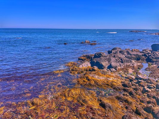 Cliff Walk by null