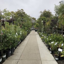 East Bay Nursery - More rows of outdoor plants