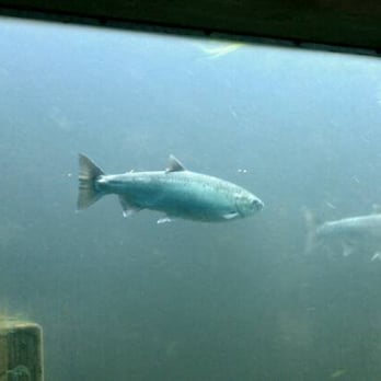 Hiram M Chittenden Locks - Salmon fish ladder viewing window - Landmarks & Historical Buildings Near Me - Seattle, Washington Hiram M Chittenden Locks - Salmon fish ladder viewing window - Landmarks & Historical Buildings Near Me - Seattle, Washington