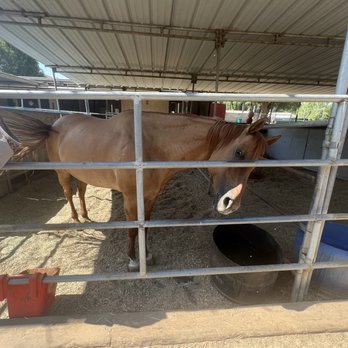 Special Spirit - Horseback Riding Near Me - Sunland, California Special Spirit - Horseback Riding Near Me - Sunland, California