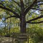 Photo of Kile Oak