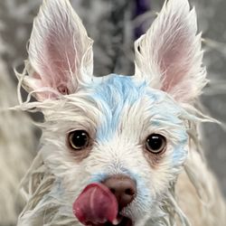 Candice Spaw - Blueberry facial