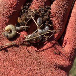 Just a few of the hundred plus grubs I removed. Just a few of the hundred plus grubs I removed.