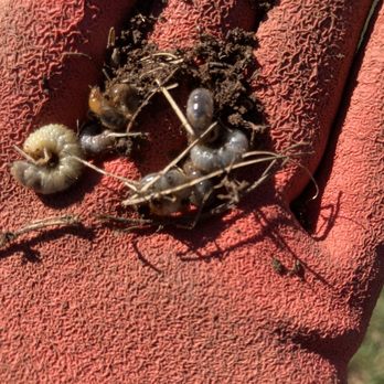TruGreen Lawn Care - Just a few of the hundred plus grubs I removed. - Tree Services Near Me - Windsor, Connecticut TruGreen Lawn Care - Just a few of the hundred plus grubs I removed. - Tree Services Near Me - Windsor, Connecticut