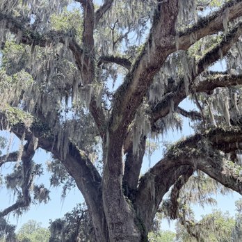 Airlie Gardens - 400 year Oak - Venues & Event Spaces Near Me - Wilmington, North Carolina Airlie Gardens - 400 year Oak - Venues & Event Spaces Near Me - Wilmington, North Carolina