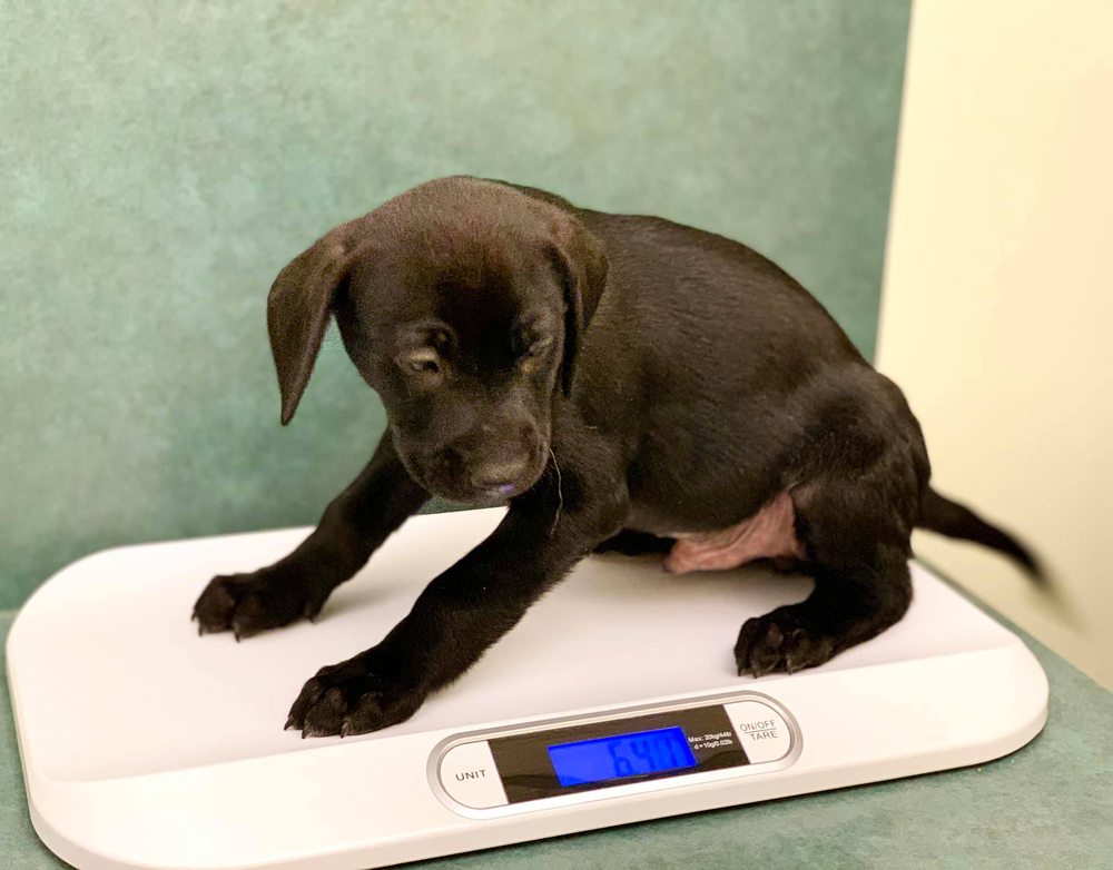 KENASTON VETERINARY HOSPITAL 24 Photos 1102355 McGillivray