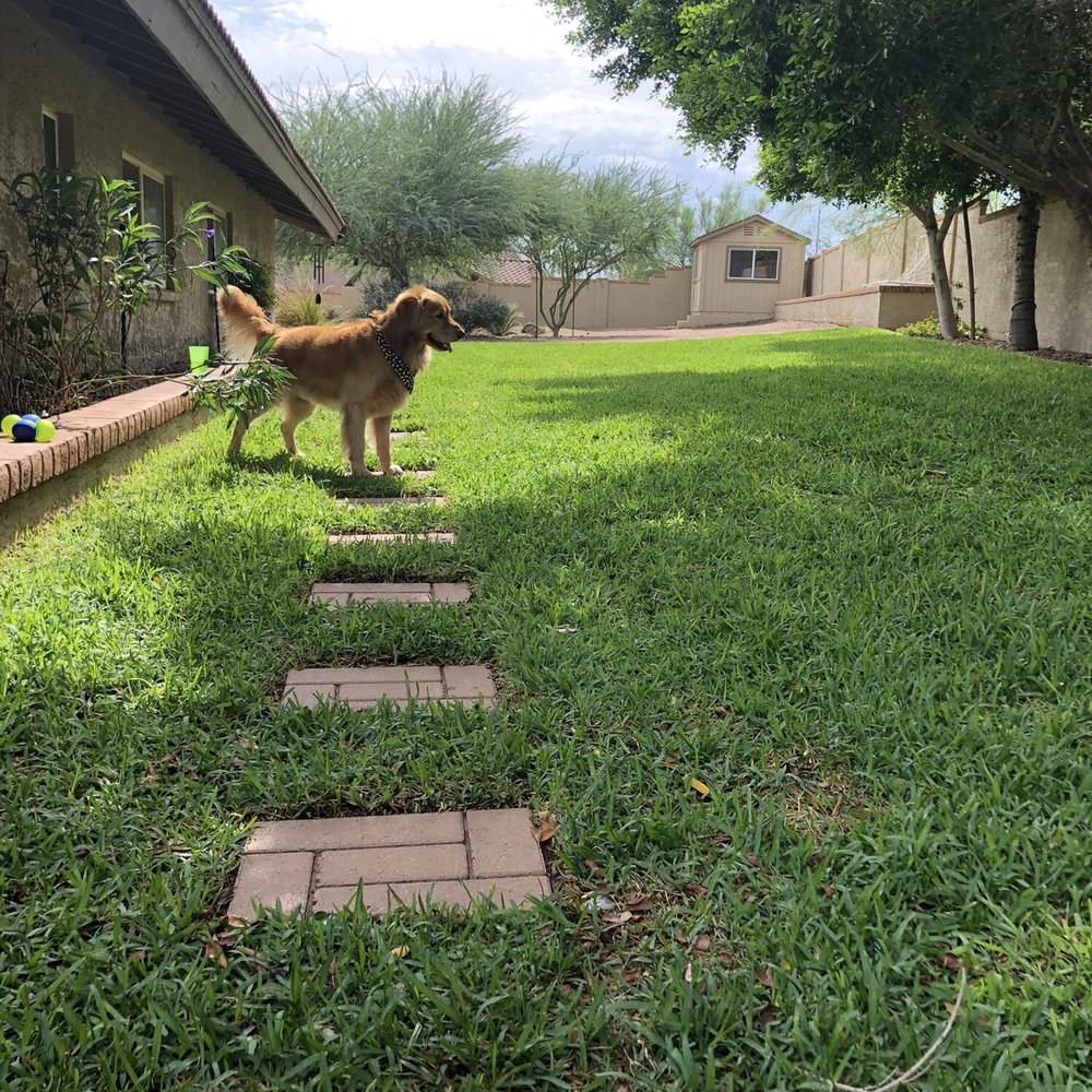 Echo Mountain Landscaping - St. Augustine (and a happy golden retriever)! - Tree Services Near Me Echo Mountain Landscaping - St. Augustine (and a happy golden retriever)! - Tree Services Near Me