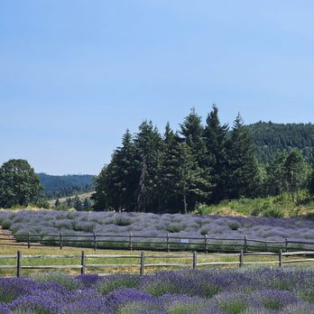 Stave & Stone Winery - Lavender farm - Wine Bars Near Me - Hood River, Oregon Stave & Stone Winery - Lavender farm - Wine Bars Near Me - Hood River, Oregon