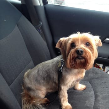 Wizard of Paws - Pup post haircut! - Pet Groomers Near Me - Glasgow, GLG