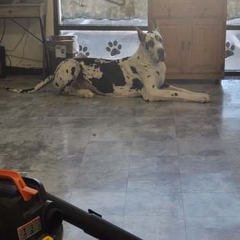 Perky Pooch - Pet Groomers Near Me - Victorville, California Perky Pooch - Pet Groomers Near Me - Victorville, California