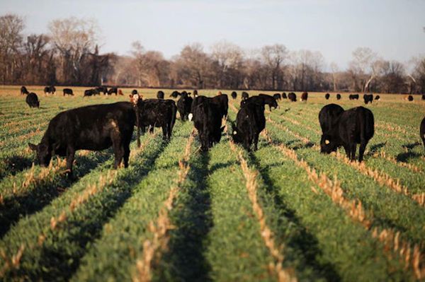 Home Place Pastures by null