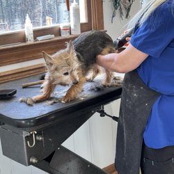 Wanda's Pet Parlor - My Lucy getting groomed.