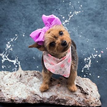 Wiggle Butts Dog Spa - Piper - Pet Groomers Near Me - Schenectady, New York Wiggle Butts Dog Spa - Piper - Pet Groomers Near Me - Schenectady, New York