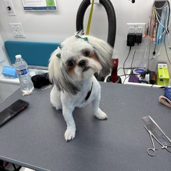 AristoPup Grooming - Pet Groomers Near Me AristoPup Grooming - Pet Groomers Near Me