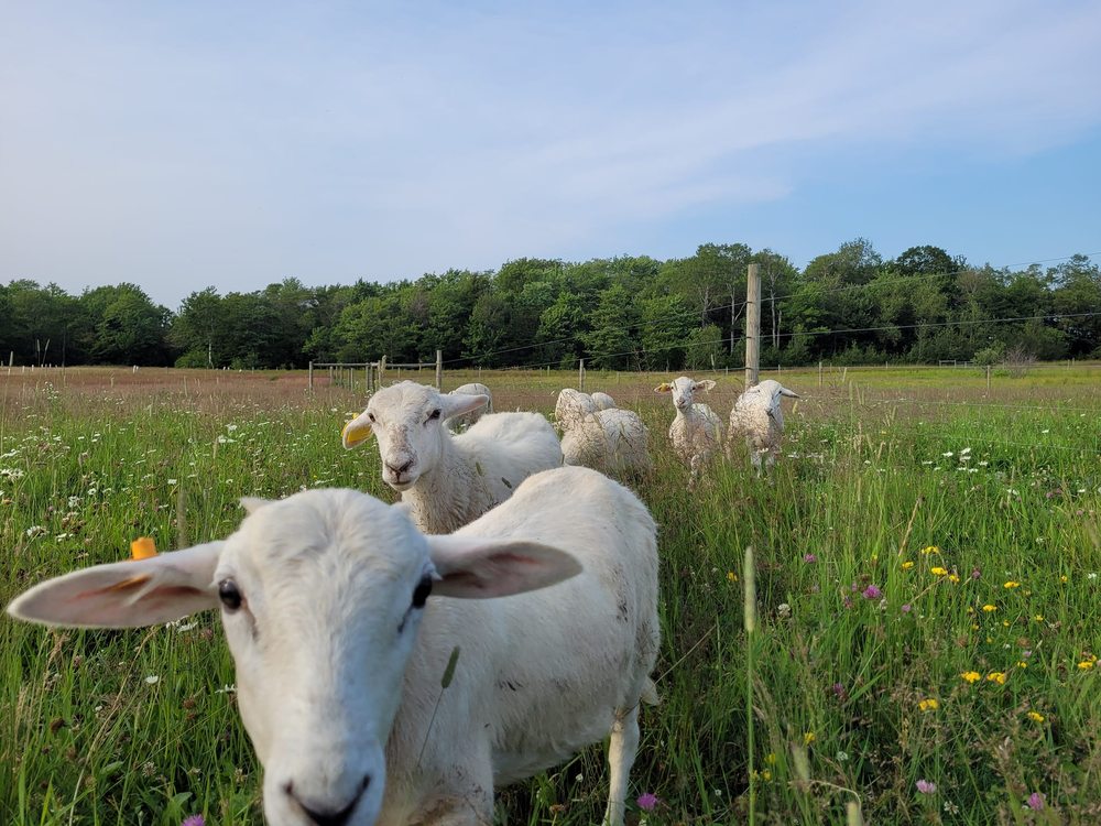 Social spots from Pogue's Katahdin Ranch