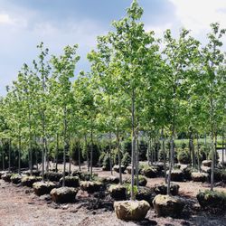 Ocean Nursery - Trees