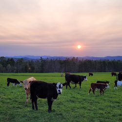 Shaw Farms