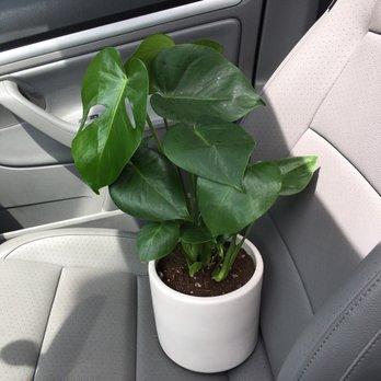 La Belle Plant - New plant! - Nurseries & Gardening Near Me - Santa Monica, California