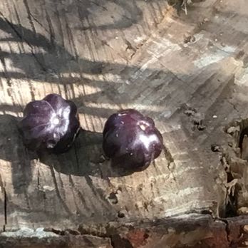 Exotica Rare Fruit Nursery - Suriname cherry - Nurseries & Gardening Near Me - Vista, California Exotica Rare Fruit Nursery - Suriname cherry - Nurseries & Gardening Near Me - Vista, California