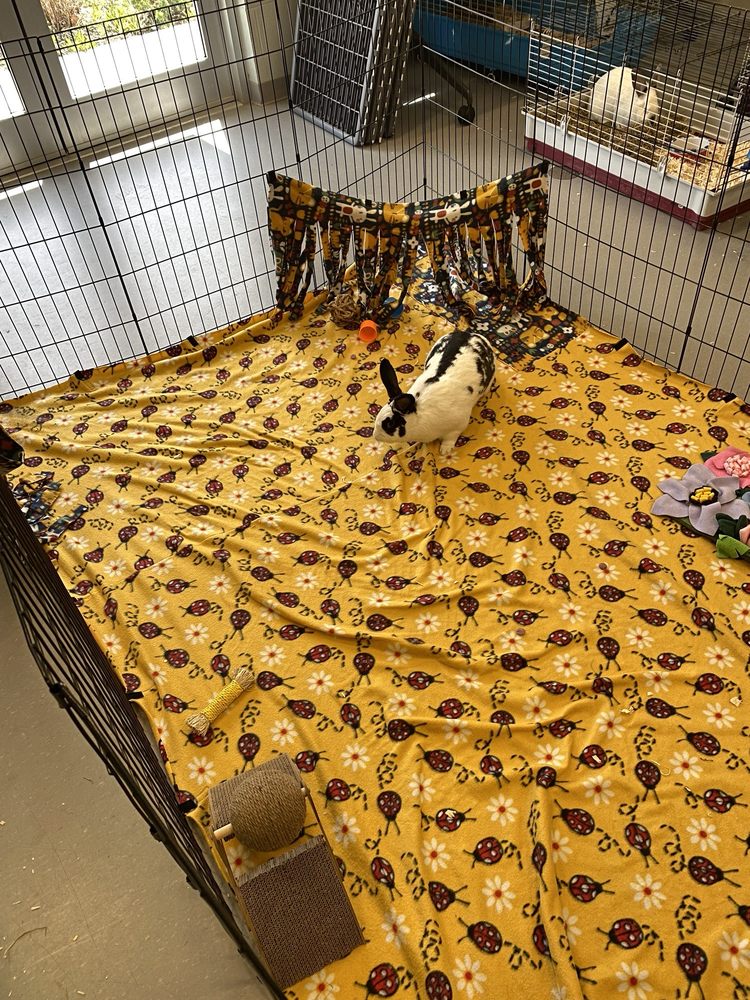 BABYLON ANIMAL SHELTER - Updated October 2024 - Yelp