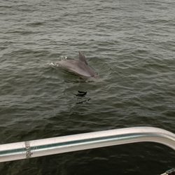 Dolphin