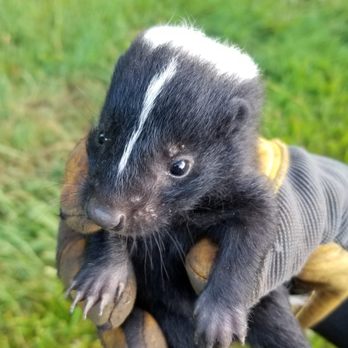 Ranger Wildlife Specialists - Skunk Removal Specialists- Mchenry il - Wildlife Control Near Me Ranger Wildlife Specialists - Skunk Removal Specialists- Mchenry il - Wildlife Control Near Me