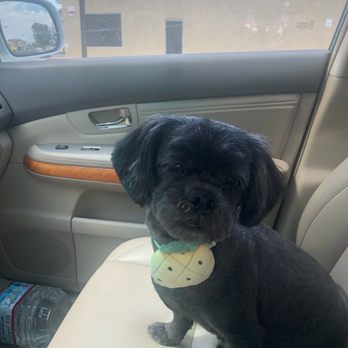Pet Stop Grooming - Pet Groomers Near Me - Garden Grove, California