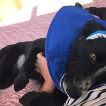 Maui Humane Society - Penny, adapting well on her first day home after her procedures. - Animal Shelters Near Me - Puunene, Hawaii