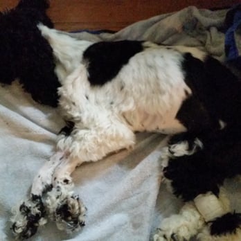 Pets Plus Natural - This is what she looked like before she died!!!! - Pet Adoption Near Me - Fairless Hills, Pennsylvania