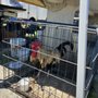 Photo of Ladson Flea Market - At Fairgrounds