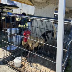 Ladson Flea Market - At Fairgrounds - Buy a rooster if you need one