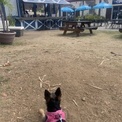 The Box Bar - My dog and I at Box Bar!