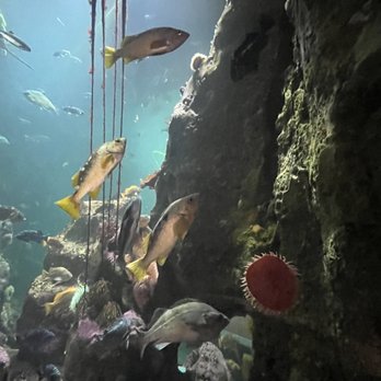 Seattle Aquarium - Local sea life - Aquariums Near Me - Seattle, Washington