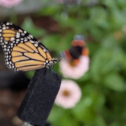 Chattahoochee Nature Center