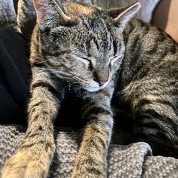 Our baby Hazel after we adopted her.