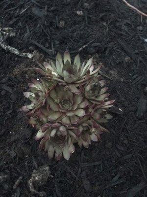 Gullo's Garden Center, 4767 Southwestern Blvd, Hamburg, NY ...