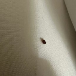 BUGS IN THE BED DO NOT GO TO MOTEL 6 in Tracy Ca behind Dennys BUGS IN THE BED DO NOT GO TO MOTEL 6 in Tracy Ca behind Dennys