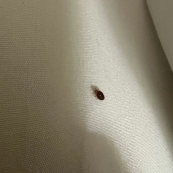Park Inn Motel - BUGS IN THE BED DO NOT GO TO MOTEL 6 in Tracy Ca behind Dennys - Hotels Near Me - Tracy, California Park Inn Motel - BUGS IN THE BED DO NOT GO TO MOTEL 6 in Tracy Ca behind Dennys - Hotels Near Me - Tracy, California