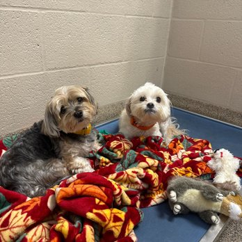 The Barking Dog - Boarding dogs! - Pet Groomers Near Me - Scottsdale, Arizona The Barking Dog - Boarding dogs! - Pet Groomers Near Me - Scottsdale, Arizona