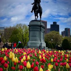 Boston Public Garden - George Washington statue - my first time seeing tulips IRL!! Stunning! (April 2025)