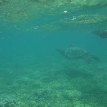 Captain Bob's Picnic Sail - Saw a sea turtle! The captain was great and pointed it out to us - Boating Near Me - Kaneohe, Hawaii Captain Bob's Picnic Sail - Saw a sea turtle! The captain was great and pointed it out to us - Boating Near Me - Kaneohe, Hawaii