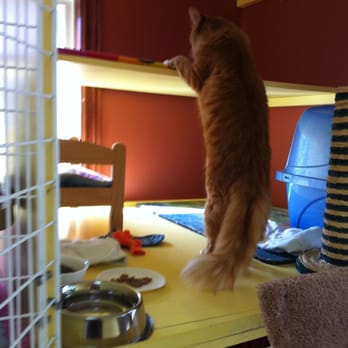 Cats Castle Cat Hotel - Ms. Raggamuffin checking out her digs! - Pet Boarding Near Me - Oakville, Ontario