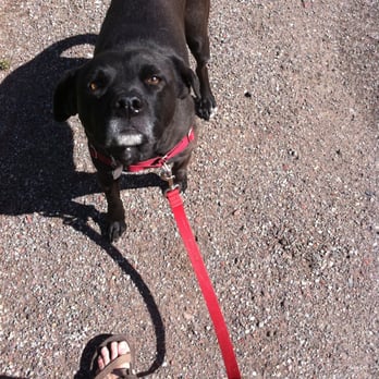 Dogsaspen - Allie - Pet Sitting Near Me - Aspen, Colorado